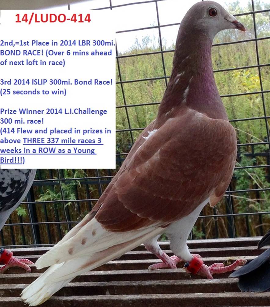 Pigeons | ClayHaven Farms | Racing Pigeons | Pure Paul Sions